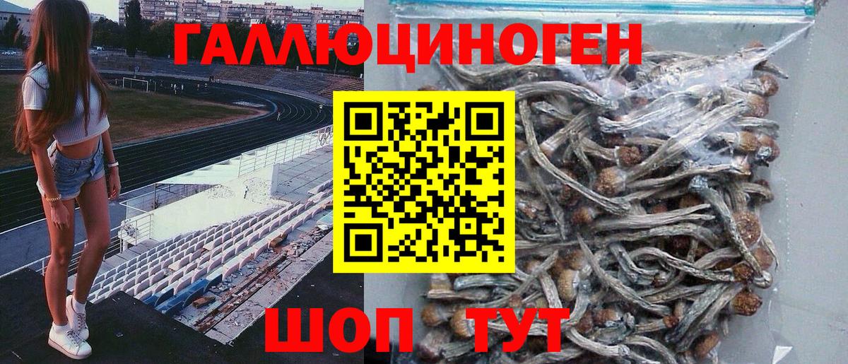 Камень-на-Оби  Галлюциногенные грибы Psilocybine cubensis  Вход с VPN 